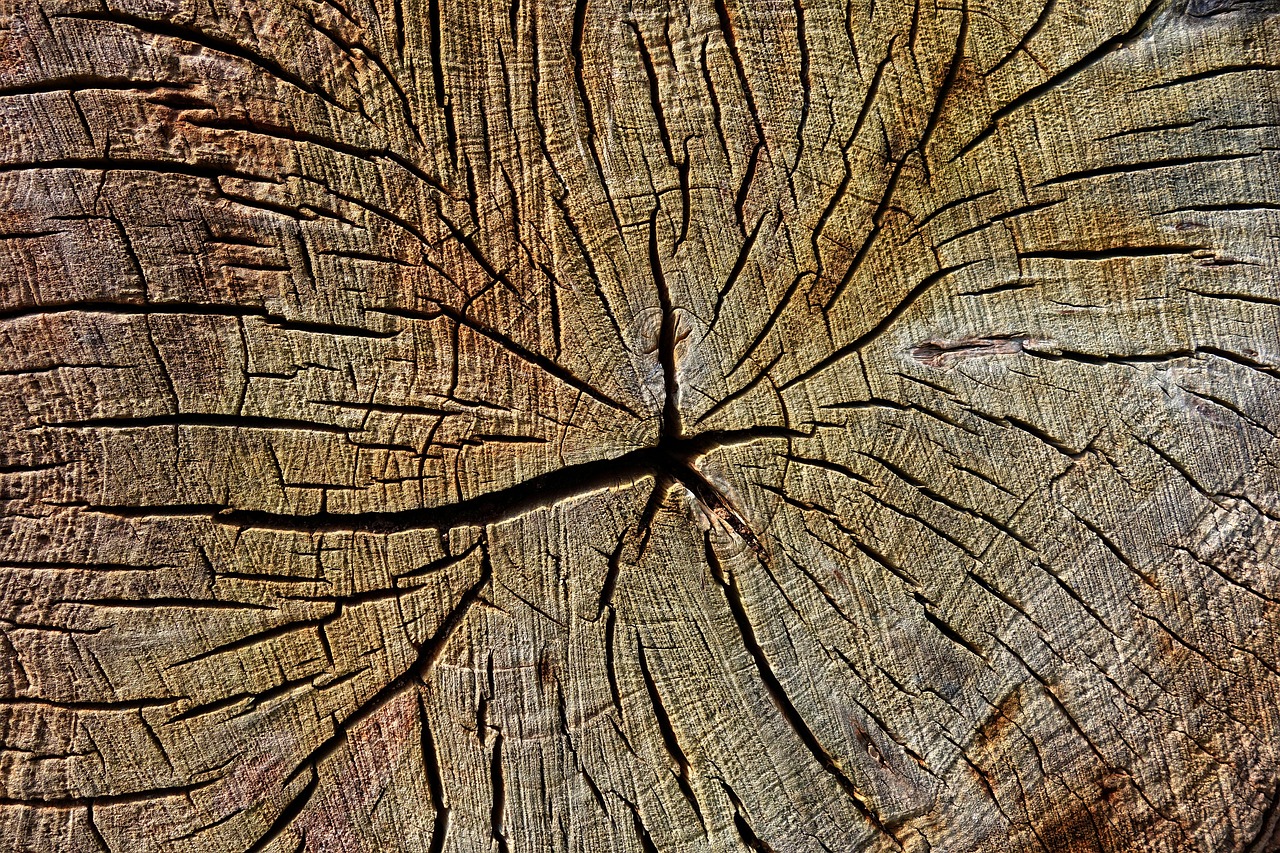 Holz 2 Abbildung eines gesängten Querschnitts eines Baumes. Die Holzmaserung ist deutlich als verästeltes System sichtbar.<br />